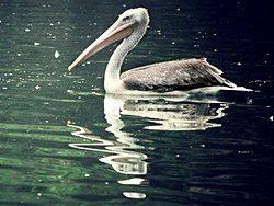 被囚禁的动物&nbsp;（北京动物园）