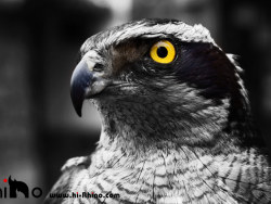 大自然才是最优秀的设计师