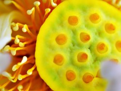 灼灼荷花瑞，亭亭出水中