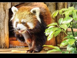 假如 我是Darwin