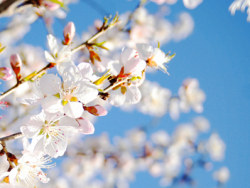 2010年的一些花儿