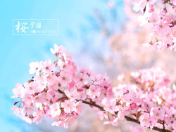 樱花七日-之一