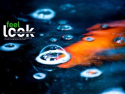 Feel 饭店里的鱼缸