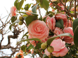 随景之日本奈良