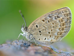 记录一些小精灵