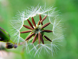 近·本质（一些植物的微距随拍）
