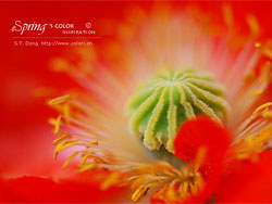 春天的色彩(1)