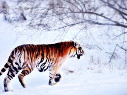 魅力冰雪(二)——哈尔滨冰雪大世界及雪博会