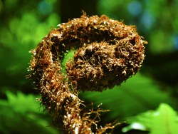 新西兰行－植物篇