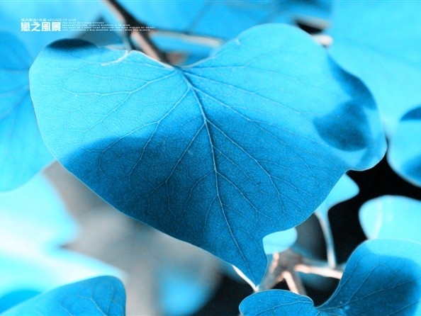 恋之风景 — 蓝调