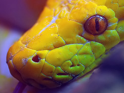 COLD&nbsp;BLOODED&nbsp;