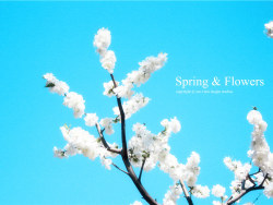 Spring & Flowers