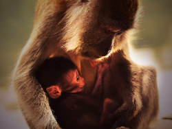 《麦里芝蓄水池-新加坡》