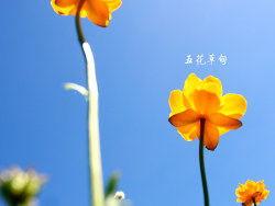 金莲花盛开，坝上日落，金山岭长城