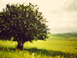 草原 蓝天  坝上...