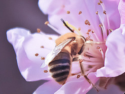 桃花开了，蜜蜂来了！蝴蝶也来了！