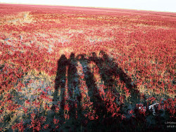 温暖人心的东北之旅——红海滩