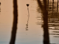 紅樹灣畔白鷺飛