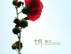 七月繁花·一季繁花一世缘，明年花开再逢谁？