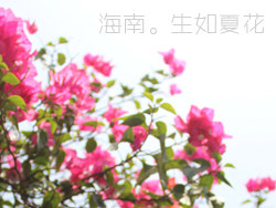 扣在海南天气晴