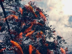 随兴拍拍，非专业