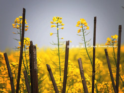 油菜花开的季节