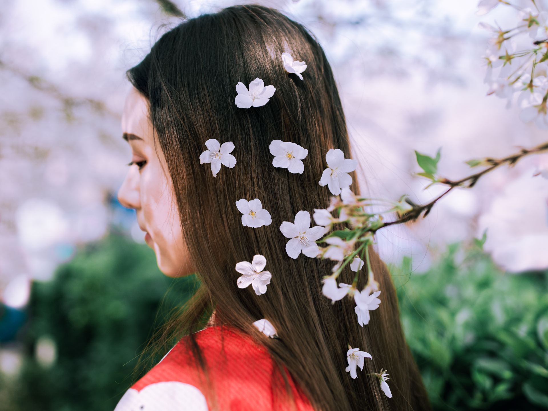 【春の颜】樱花和服写真