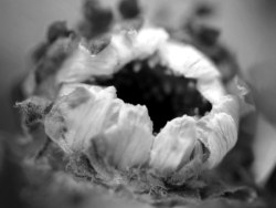 开到荼靡——花