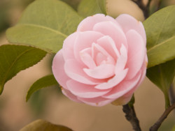 四月芳菲——茶花