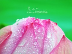 夏天·尼康D90+105 2.8微距试拍 