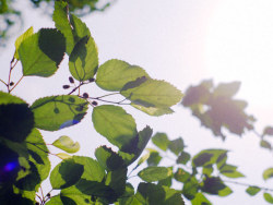 光影斑驳的午后