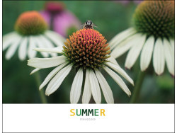 flower&nbsp;in&nbsp;summer