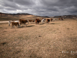 金色草原，生命之秋——木兰围场