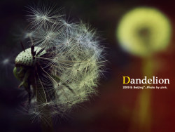 Beautiful&nbsp;dandelion
