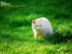 被遗弃的精灵-绿油油版～