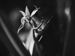 墨&nbsp;兰（续）