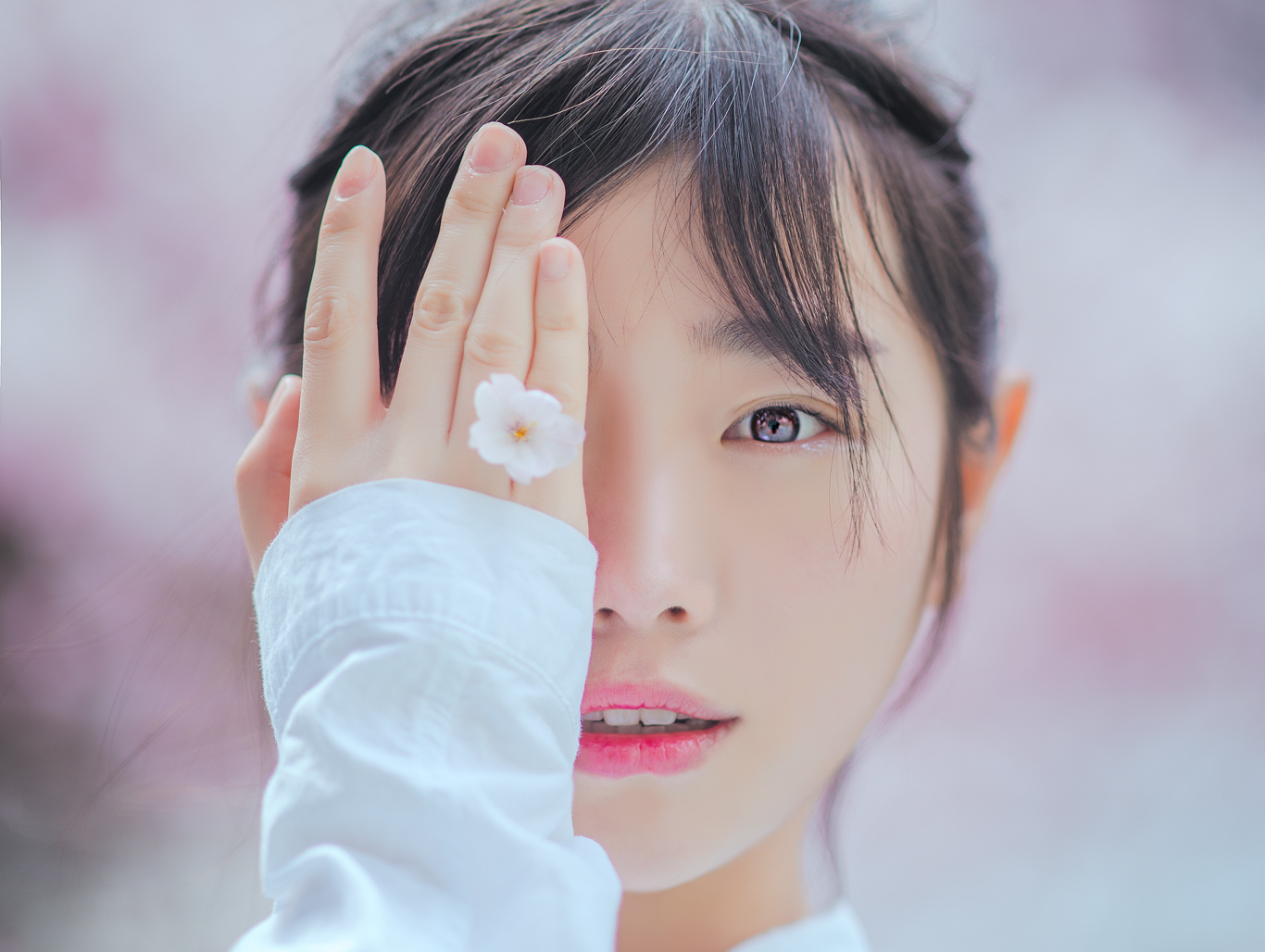 櫻花雨是想你時落的淚