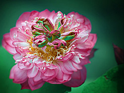 《情归荷处 III》