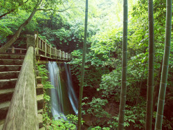 莫干山上流淌的翠绿