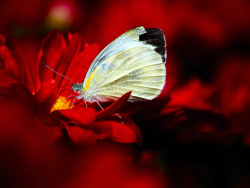 菊花展 长焦拍微距