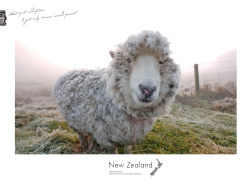 New&nbsp;Zealand&nbsp;新西兰明信片&nbsp;part2