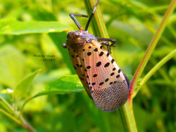 【手机拍摄习作】