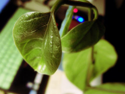 花儿，你快快长大。