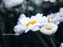 那个叫做丽江的花朵的天堂