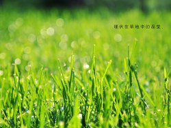 埋伏在草地中的晶莹，