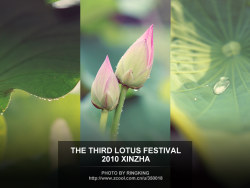 LOTUS&nbsp;FESTIVAL