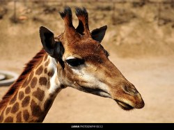 野生动物园随拍