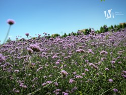 疑似~普罗旺斯.