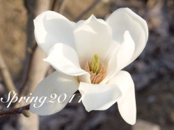 四月芳菲——玉兰