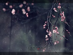 《点点梅花闻细雨》